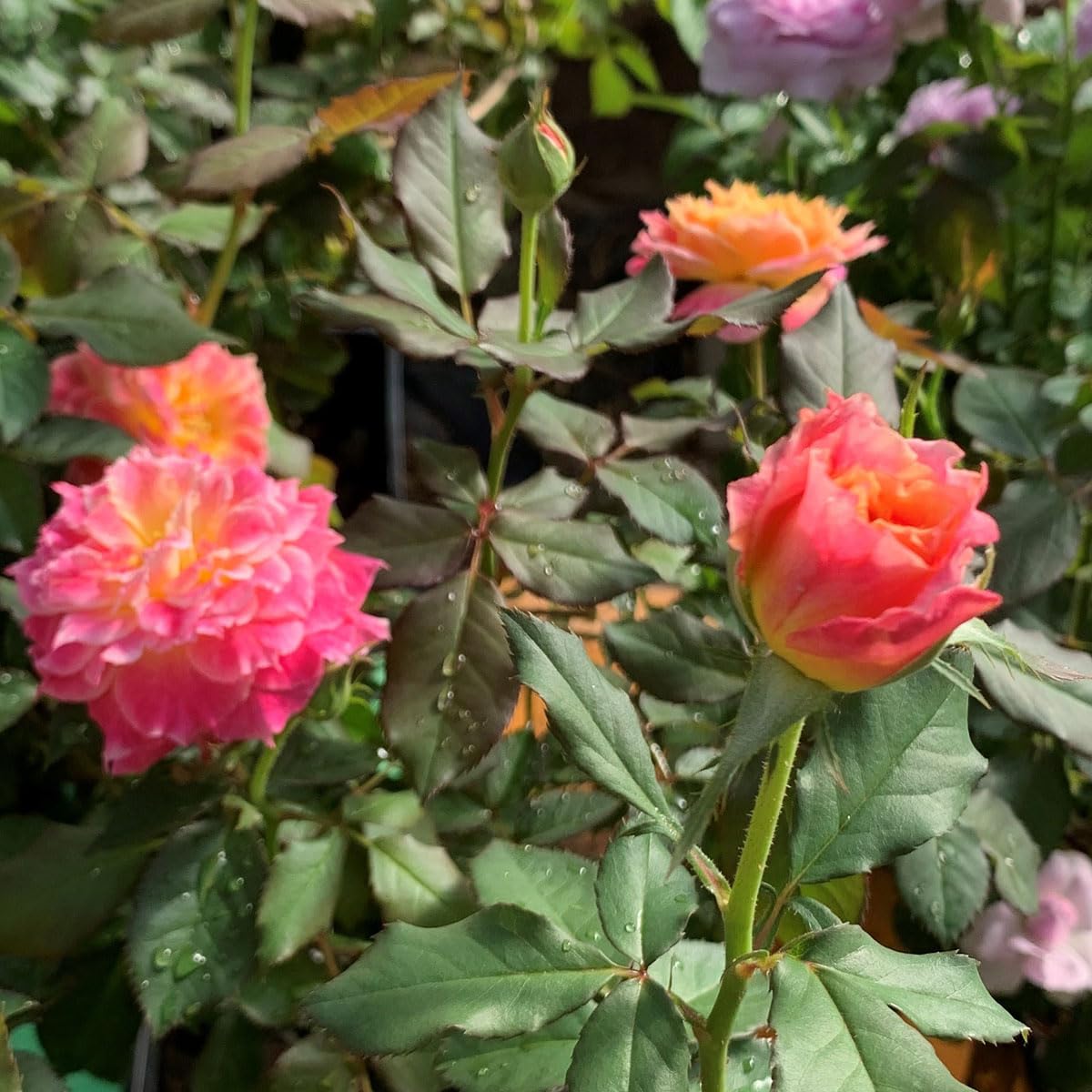 Amazon.co.jp: バラ苗 【シャルール】 (大苗) フロリバンダ 四季咲き